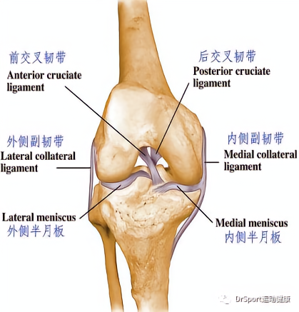 澳门人威尼斯官网运动科普：你真的了解膝关节吗？(图2)