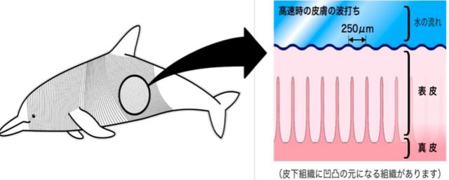 澳门人威尼斯官网安踏带出超强“学霸”迪桑特 全球战略布局步步为赢(图4)