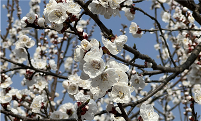 花开洛城满目春 健身赏景觅野趣(图1)